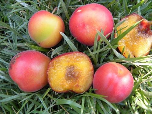 Biricoccolo susincocco - biricoccolo, o