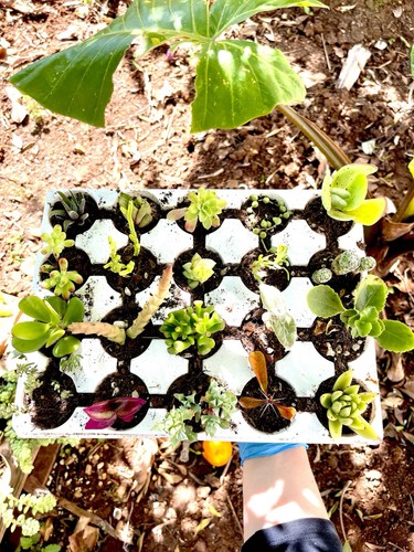 Set piante grasse mix - 20,