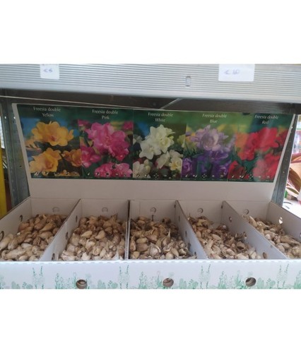 Bulbi fresia mix doppia - bulbi,