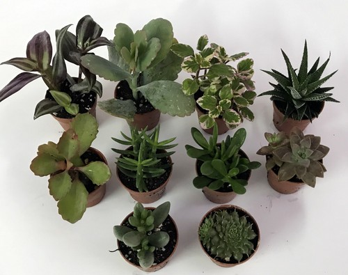 Set piante grasse mix in - n.,