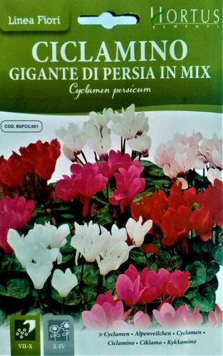 Semi ciclamino gigante di - di,