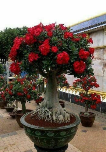 Adenium obesum desert - -,
