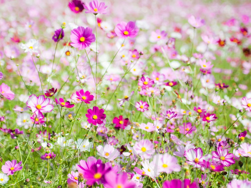 1000 semi cosmea mix - mix, cosmos