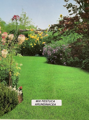 Prato mix festuca - prato, arundinacea