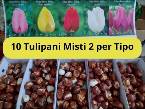 Bulbi tulipani darwin - tulipani,