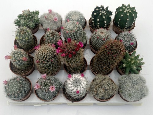 Set piante grasse mix - set,