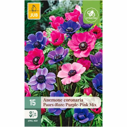 Bulbi anemone rosa viola - bulbi, di