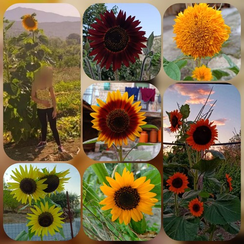 Mix semi girasole - semi,