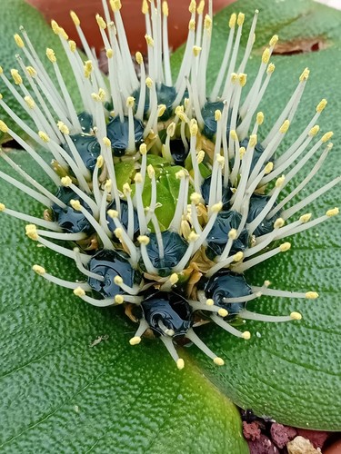Massonia mix specie bulbi - mix, specie,