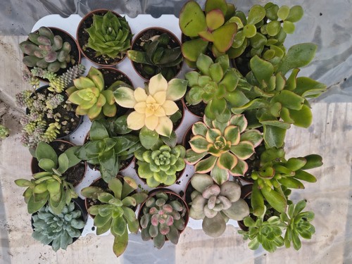Set piante grasse - n., mix