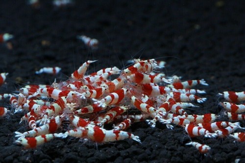 Lotto caridina logemanni - lotto, x