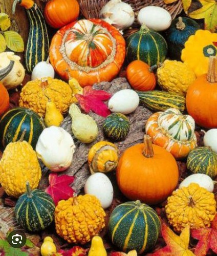 Semi zucca ornamentale - 20,