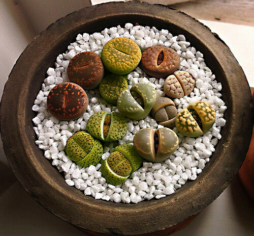 Lithops mix living stones - lithops,