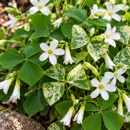 Oxalis mix regnellii - oxalis,
