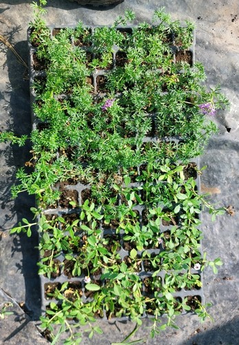 Offerta mix prati verbena - ,