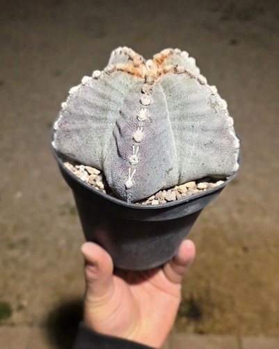 Astrophytum seme mix - mix, di