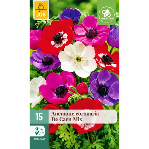 Bulbi anemone mix caen - mix, de