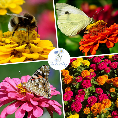 1000 semi zinnia elegans - 1000,