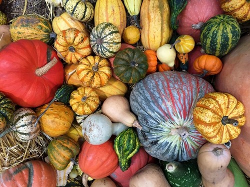 Miscela zucca pumpkin mix - miscela,