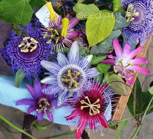 Passiflora mix 20 - mix, di