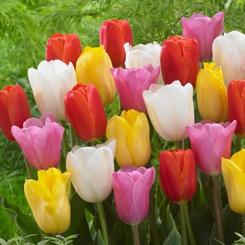Bulbi tulipano resistenti - tulipano,