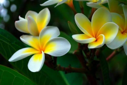 Plumeria pianta di - plumeria,