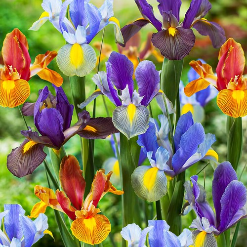 Bulbi iris resistenti mix - iris,