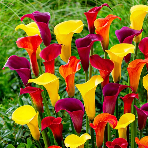 Bulbi calla resistenti - di,