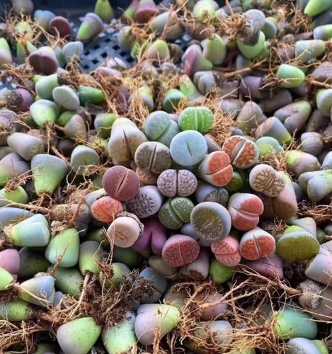 1cm mix kinds colorful - 1cm+,