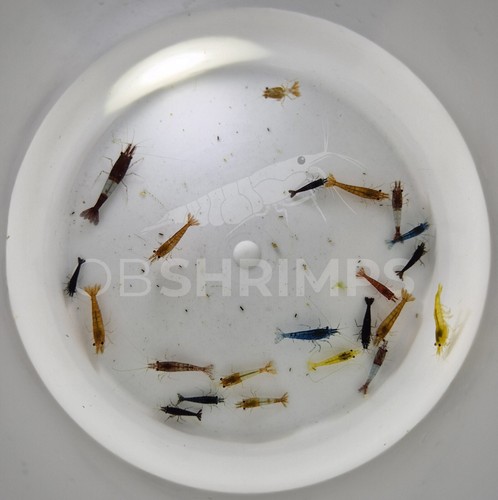 Neocaridine davidi mix low - davidi,
